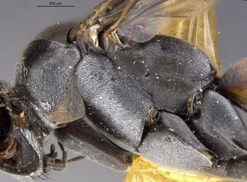 Media type: image;   Entomology 29328 Aspect: thorax lateral